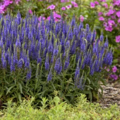 Magic Show® 'Wizard Of Ahhs' Spike Speedwell 3 Magic Show® 'Wizard Of Ahhs' Spike Speedwell -Great Garden Plants Shop 3d119fef4f97c8393c3b49baba2dc318