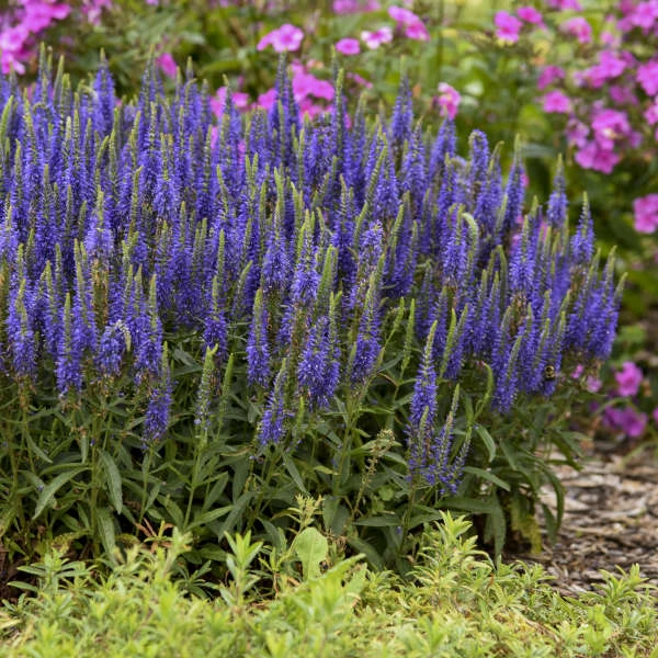 Magic Show® 'Wizard of Ahhs' Spike Speedwell Magic Show® 'Wizard Of Ahhs' Spike Speedwell -Great Garden Plants Shop 3d119fef4f97c8393c3b49baba2dc318