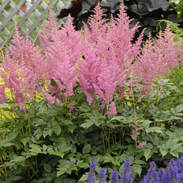 Pink Astilbe Pink Astilbe -Great Garden Plants Shop 3dbb95aac679a65db81309083b09756e