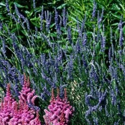 'Grosso' Lavender -Great Garden Plants Shop 410 1184 popup sw