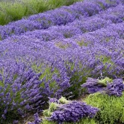 'Grosso' Lavender -Great Garden Plants Shop 410 1757 popup sw