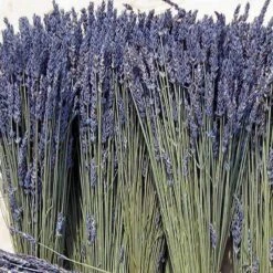 'Grosso' Lavender -Great Garden Plants Shop 410 1759 popup sw