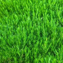 'Snowflake' Creeping Phlox -Great Garden Plants Shop 417 1315 popup sw