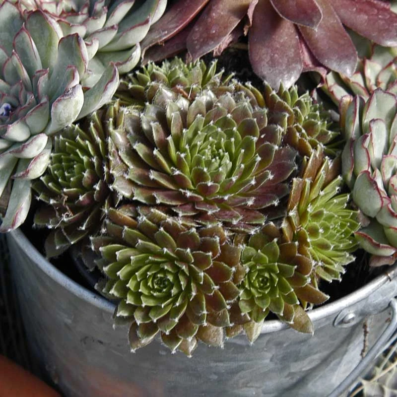 'Jeanne d'Arc' Hens & Chicks 'Jeanne D'Arc' Hens & Chicks -Great Garden Plants Shop 429 1888 popup