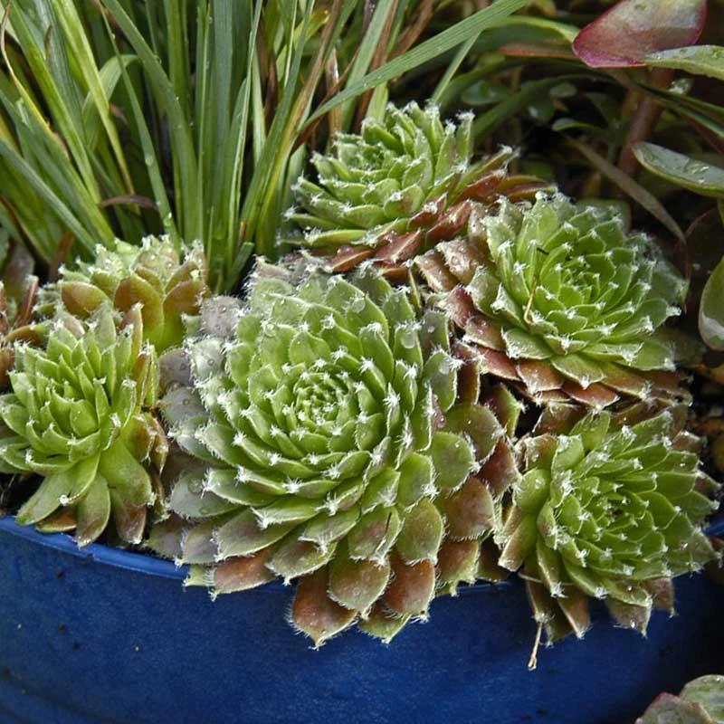 'Jeanne d'Arc' Hens & Chicks 'Jeanne D'Arc' Hens & Chicks -Great Garden Plants Shop 429 1889 popup