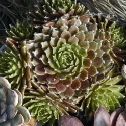 'Jeanne D'Arc' Hens & Chicks 2 'Jeanne D'Arc' Hens & Chicks -Great Garden Plants Shop 429 1890 popup
