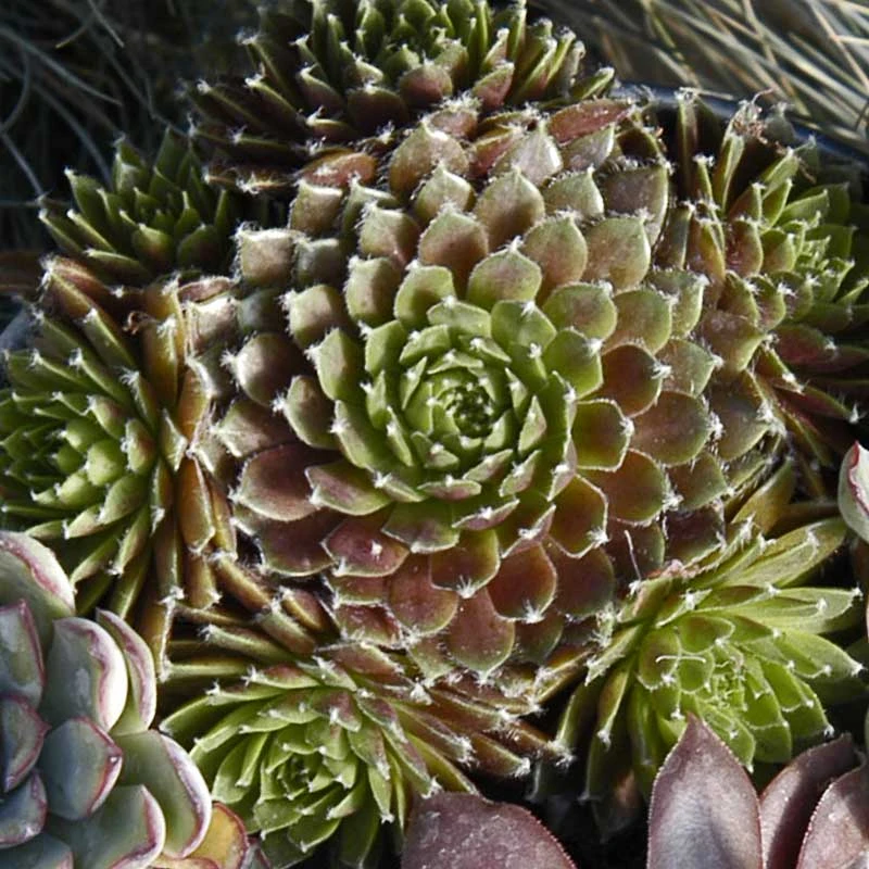 'Jeanne d'Arc' Hens & Chicks 'Jeanne D'Arc' Hens & Chicks -Great Garden Plants Shop 429 1890 popup