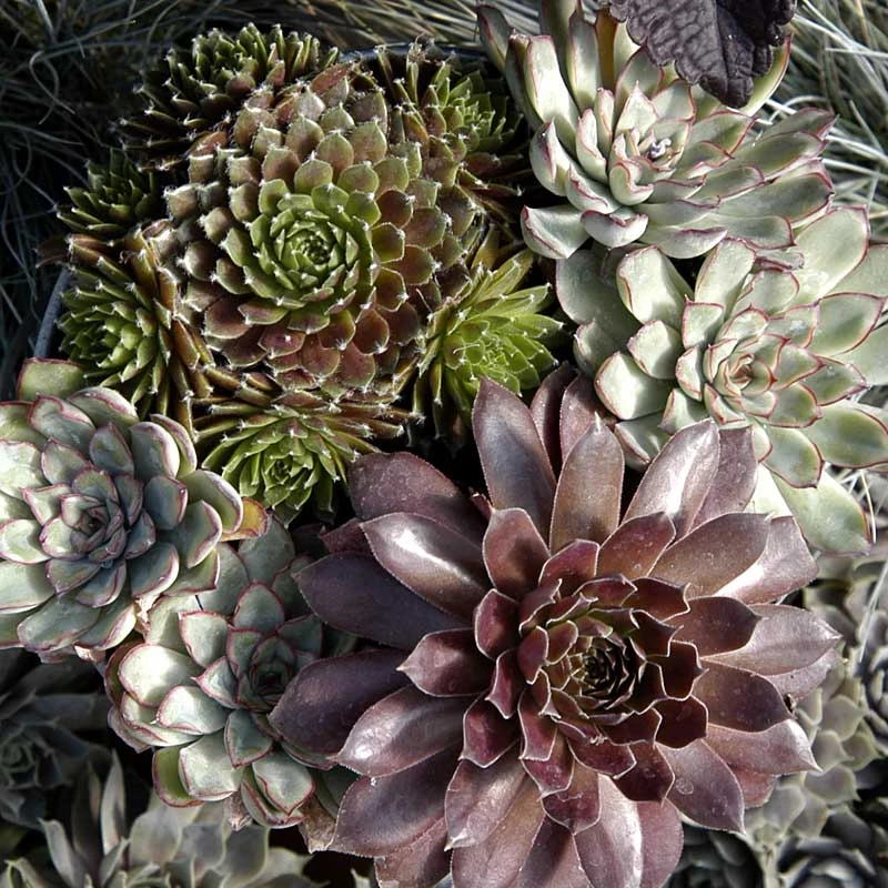 'Jeanne d'Arc' Hens & Chicks 'Jeanne D'Arc' Hens & Chicks -Great Garden Plants Shop 429 1891 popup