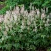 'Sugar & Spice' Foamflower