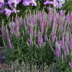 Magic Show® 'Pink Potion' Spike Speedwell -Great Garden Plants Shop 43a3b7a27fd4e4d1b3b17da66e5c1a78
