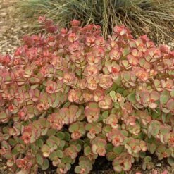 October Daphne Stonecrop -Great Garden Plants Shop 441 1375 popup sw