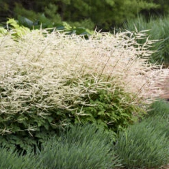 'Chantilly Lace' Goatsbeard -Great Garden Plants Shop 44c3d4bfbc4f2e9f3fc10f8c8e848035