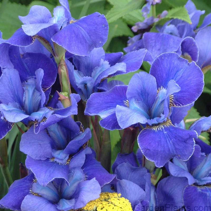 'Silver Edge' Siberian Iris 'Silver Edge' Siberian Iris -Great Garden Plants Shop 457 1284 popup