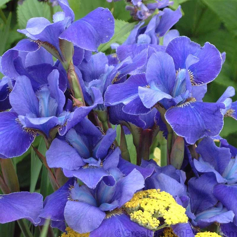 'Silver Edge' Siberian Iris 'Silver Edge' Siberian Iris -Great Garden Plants Shop 457 1285 popup