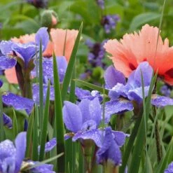 'Silver Edge' Siberian Iris 3 'Silver Edge' Siberian Iris -Great Garden Plants Shop 457 2257 popup