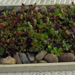 SedumSod® Mini Mats -Great Garden Plants Shop 488 1580