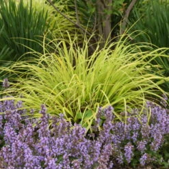 Prairie Winds® 'Lemon Squeeze' Fountain Grass -Great Garden Plants Shop 497Pennisetumalopecuroides LemonSqueeze 2