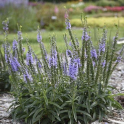 Magic Show® 'Ever After' Spike Speedwell -Great Garden Plants Shop 498Veronica EverAfter 3
