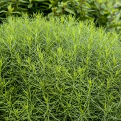 'String Theory' Bluestar -Great Garden Plants Shop 499Amsonia StringTheory 4