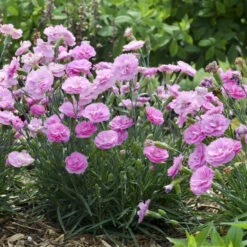 Fruit Punch® 'Sweetie Pie' Dianthus -Great Garden Plants Shop 4c286a16d7dc6b236cd3f82900869979