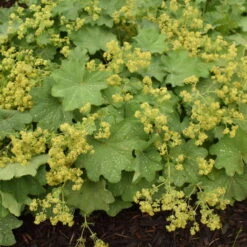 Lady's Mantle -Great Garden Plants Shop 4cb3d4cc1b6c0d383e70cdf16724128c