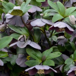 Honeymoon® Vegas Nights Lenten Rose -Great Garden Plants Shop 506Helleborus VegasNights 3