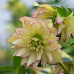 Wedding Party® First Dance Lenten Rose -Great Garden Plants Shop 508Helleborus FirstDance 3