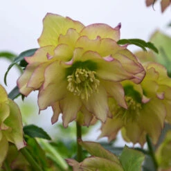 Wedding Party® First Dance Lenten Rose -Great Garden Plants Shop 508Helleborus FirstDance 4