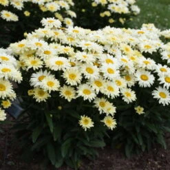 Amazing Daisies® 'Banana Cream II' Shasta Daisy 2 Amazing Daisies® 'Banana Cream II' Shasta Daisy -Great Garden Plants Shop 509Leucanthemumsuperbum BananaCreamII 1