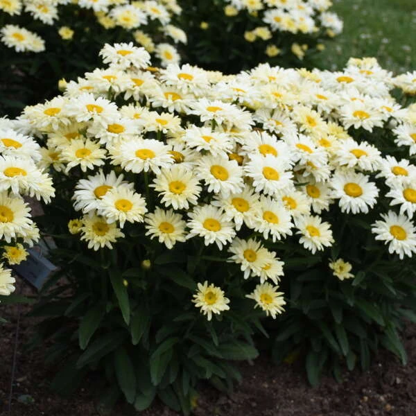 Amazing Daisies® 'Banana Cream II' Shasta Daisy Amazing Daisies® 'Banana Cream II' Shasta Daisy -Great Garden Plants Shop 509Leucanthemumsuperbum BananaCreamII 1