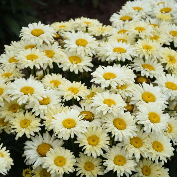 Amazing Daisies® 'Banana Cream II' Shasta Daisy Amazing Daisies® 'Banana Cream II' Shasta Daisy -Great Garden Plants Shop 509Leucanthemumsuperbum BananaCreamII 2