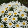Amazing Daisies® 'Spun Silk' Shasta Daisy