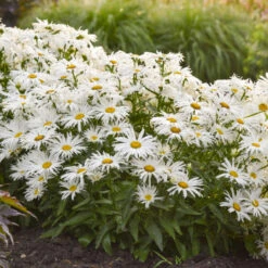 Amazing Daisies® 'Spun Silk' Shasta Daisy -Great Garden Plants Shop 510Leucanthemumsuperbum SpunSilk 3