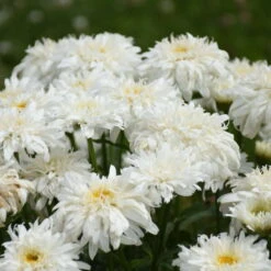Amazing Daisies® 'Marshmallow' Shasta Daisy -Great Garden Plants Shop 511Leucanthemumsuperbum Marshmallow 3