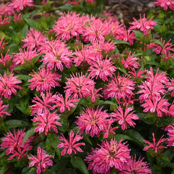 'Leading Lady Pink' Bee Balm 'Leading Lady Pink' Bee Balm -Great Garden Plants Shop 513Monarda LeadingLadyPink 1