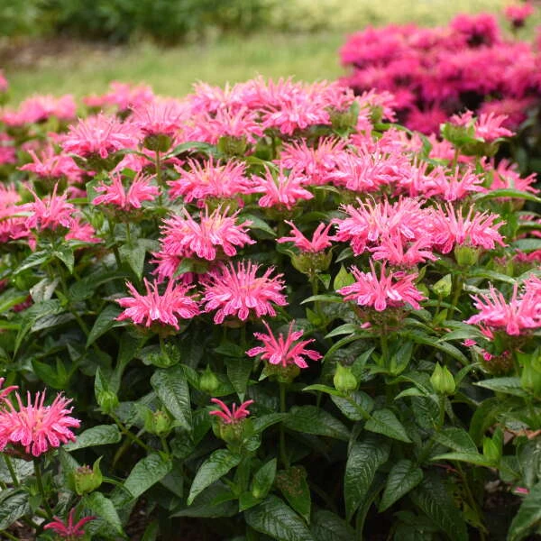 'Leading Lady Pink' Bee Balm 'Leading Lady Pink' Bee Balm -Great Garden Plants Shop 513Monarda LeadingLadyPink 2