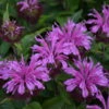 'Pardon My Lavender II' Bee Balm