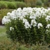 Luminary™ 'Backlight' Tall Garden Phlox