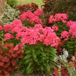 Luminary™ 'Sunset Coral' Tall Garden Phlox -Great Garden Plants Shop 519Phloxpaniculata SunsetCoral 3