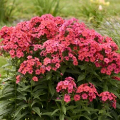 Luminary™ 'Sunset Coral' Tall Garden Phlox -Great Garden Plants Shop 519Phloxpaniculata SunsetCoral 4