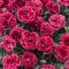 Fruit Punch® 'Black Cherry Frost' Dianthus