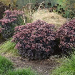 Rock 'N Grow® 'Back In Black' Stonecrop -Great Garden Plants Shop 520Sedum BackinBlack 3