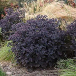 Rock 'N Grow® 'Back In Black' Stonecrop -Great Garden Plants Shop 520Sedum BackinBlack 4