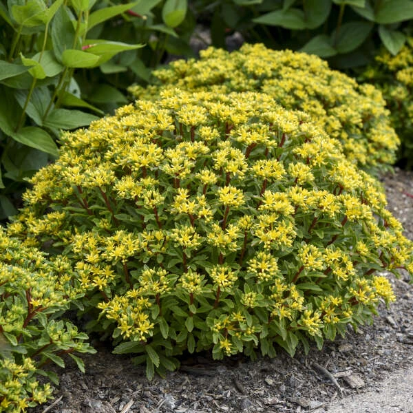 Rock 'N Round® 'Bright Idea' Stonecrop Rock 'N Round® 'Bright Idea' Stonecrop -Great Garden Plants Shop 521Sedum BrightIdea 1