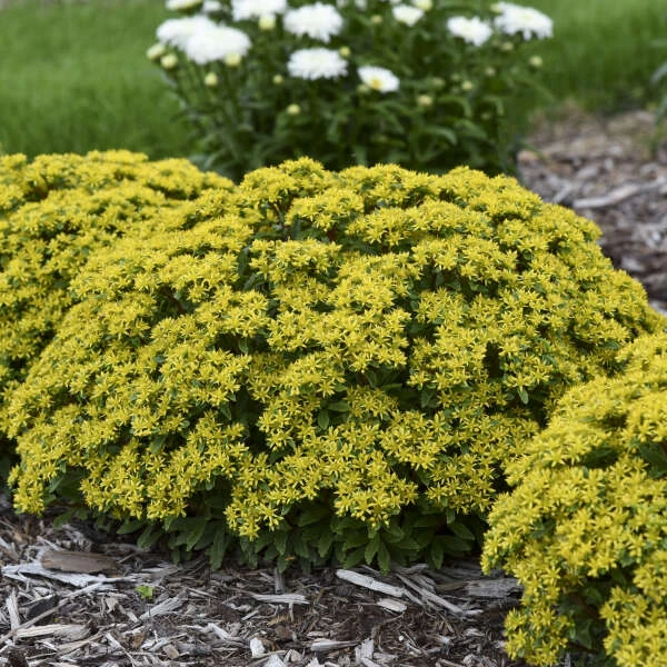 Rock 'N Round® 'Bright Idea' Stonecrop Rock 'N Round® 'Bright Idea' Stonecrop -Great Garden Plants Shop 521Sedum BrightIdea 3