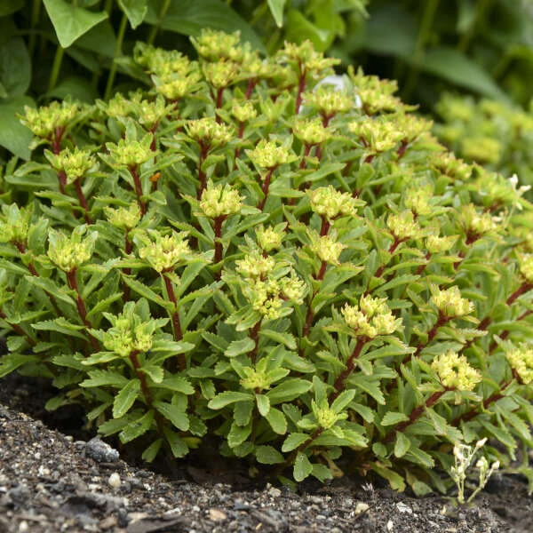 Rock 'N Round® 'Bright Idea' Stonecrop Rock 'N Round® 'Bright Idea' Stonecrop -Great Garden Plants Shop 521Sedum BrightIdea 4