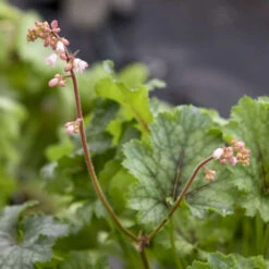 Fun And Games® 'Shadow Tag' Foamy Bells -Great Garden Plants Shop 52279fe2f37de96830f8455da8957103