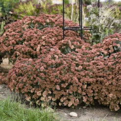 Rock 'N Grow® 'Tiramisu' Stonecrop -Great Garden Plants Shop 523Sedum Tiramisu 3