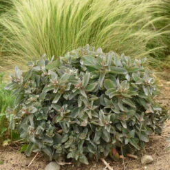Rock 'N Grow® 'Tiramisu' Stonecrop -Great Garden Plants Shop 523Sedum Tiramisu 4