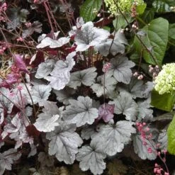 Dolce® 'Silver Gumdrop' Coral Bells -Great Garden Plants Shop 525 1969 popup sw